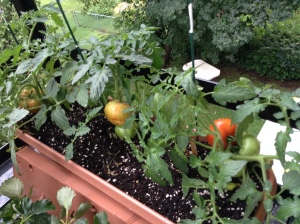 Tomatoes ripening in the sun!